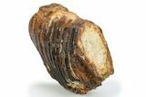 Partial Woolly Mammoth Molar - North Sea Deposits #295875-1